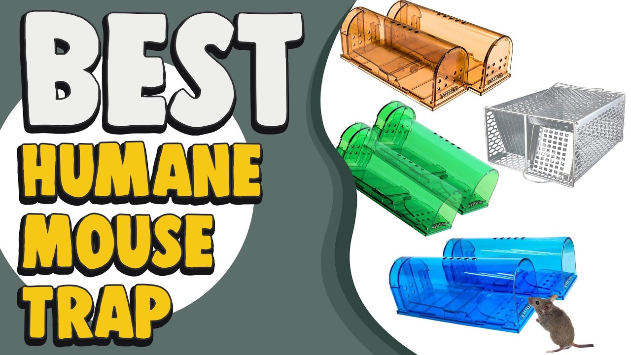 Best Humane Mouse Traps 2018 — Tips for Humane Mouse Traps