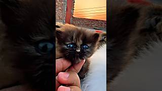 Cat Cute baby funny videos 🥰😱 #cat #catfunny #foryou #Funny #cute