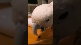 #loveparrots❤️❤️❤️❤️😀😀🦜🦜 #smartbirds🐦🐦 #smartparrots…