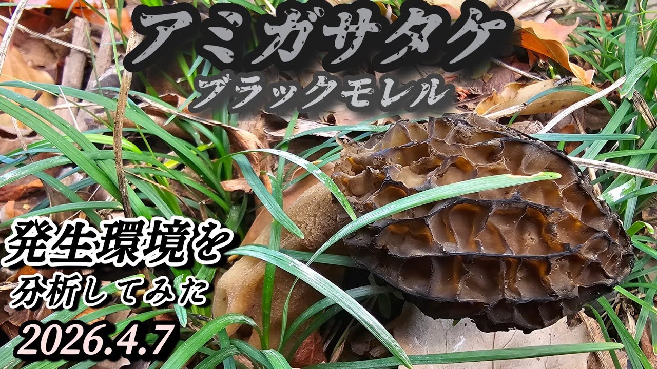 2026年天然キノコ】アミガサタケ新規開拓で発見！発生環境を自己分析し