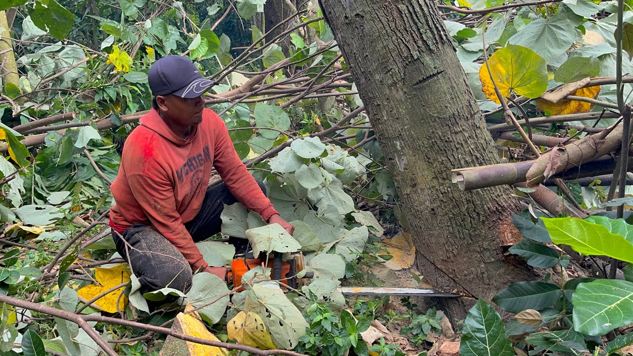 Dangerous!! Felling a Leaning Waru Tree Near a Cow Pen - YouTube