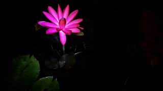 Night bloomer waterlily