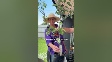 How to Choose Secateurs for Fruit Trees - Advice from A Cut Above