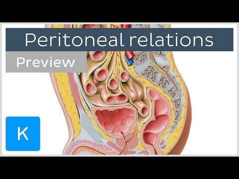 Peritoneal Relations (preview) - Human Anatomy | Kenhub