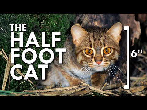 Rusty Spotted Cat: The Smallest Cat In The World 