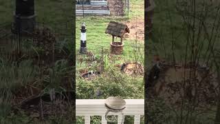 Woodpecker in Backyard #birds #shorts #nature #animals #viral #outdoors #wildlife