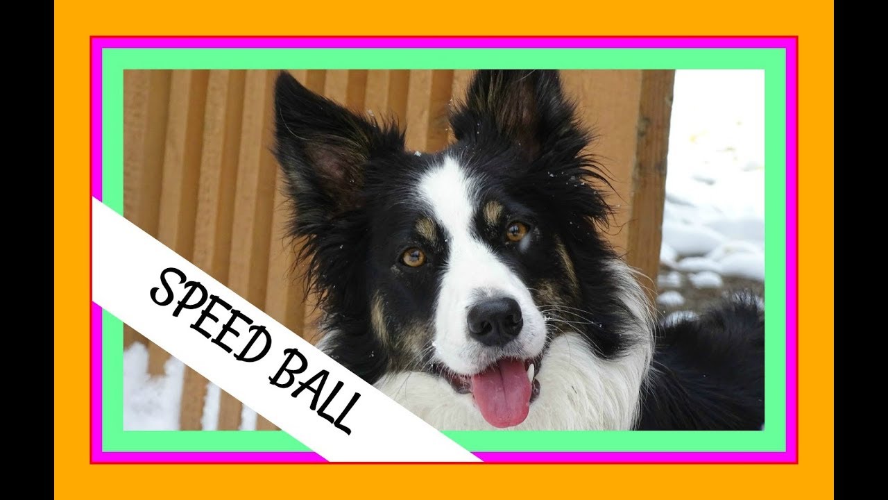 World Treibball League - SPEED BALL in layers