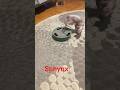 #sphynx #cat #kitten #веселыекоты #cutecat #animaltoys #shortsfunny #funnycats #funny #cattoys