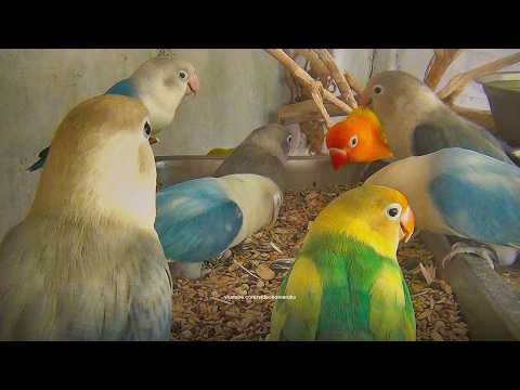 Lovebird House: June 2026 - Part 3