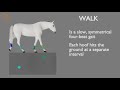 Horse gaits  part 01  walk cycle analysis