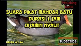 suara pikat mandar sawah // burung mandar betina