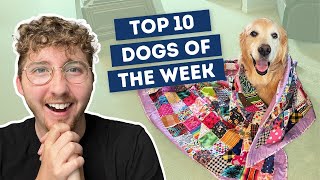 A Quilt Made From All Her Bandanas Top 10 Dogs Of The Week