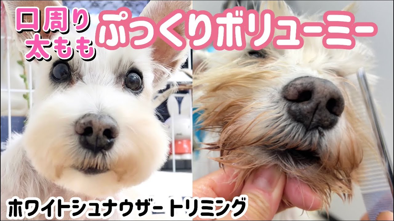 トリミング白シュナ この方法で口周りぷっくり太ももふわふわ‼︎カットもやり易い‼︎