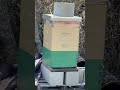 Our honeybees are awake and active as we place a new expansion bee hive. #lakegodstone #honeybee