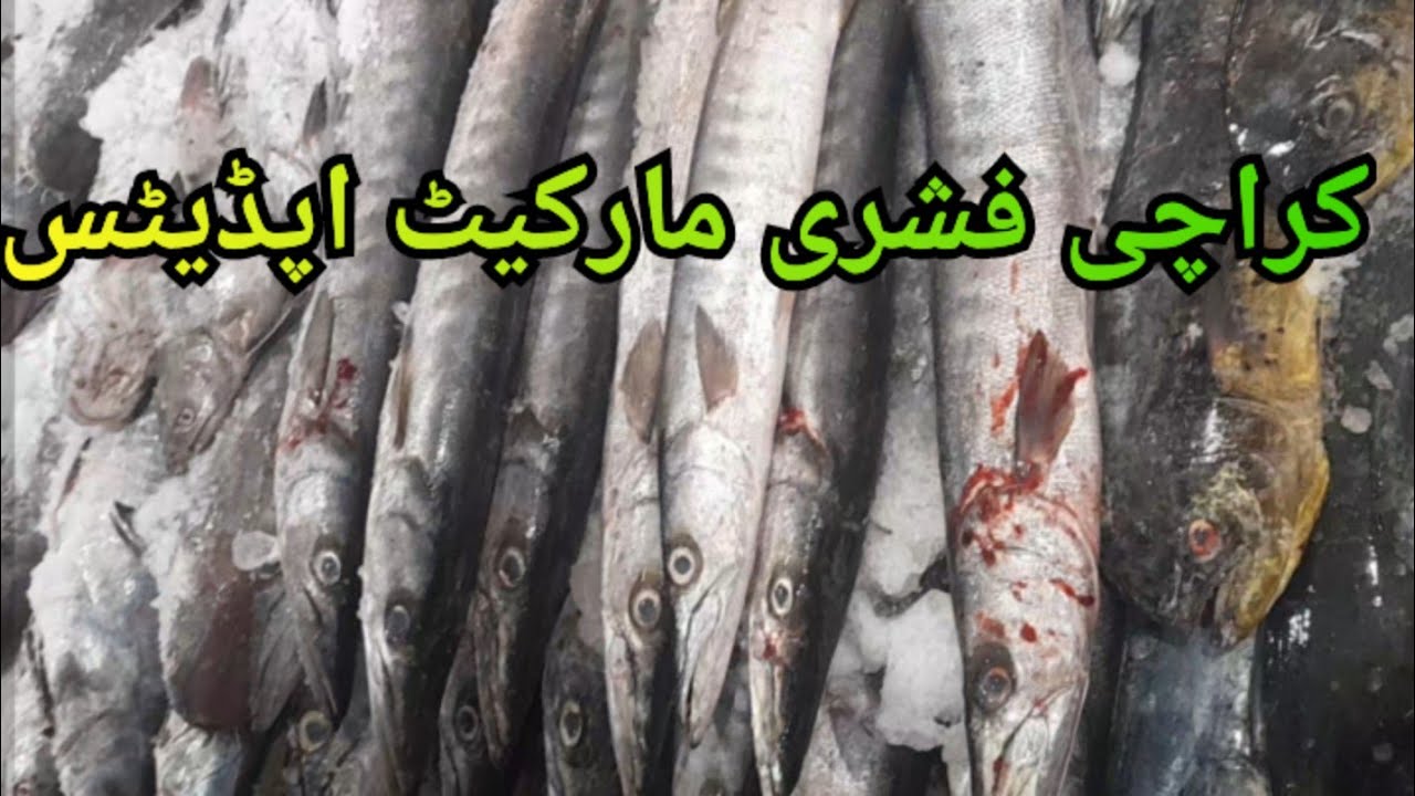 Karachi Fishrey Evening Market Ambrose Fish Golden Snapper karachi-fishrey-evening-market-ambrose-fish-golden-snapper