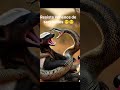 EL ANIMAL MAS VALIENTE DEL MUNDO 🤩 #viral
