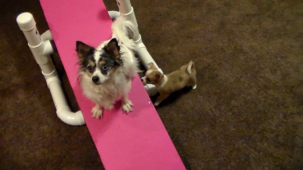 dog agility training at home