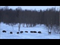 Villisiat - The Wild Boars    Subtitled EN