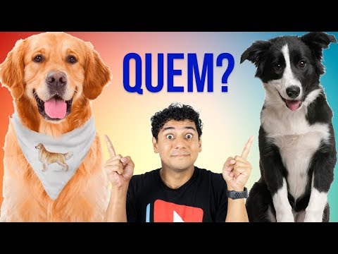 Golden ou border collie Outlet