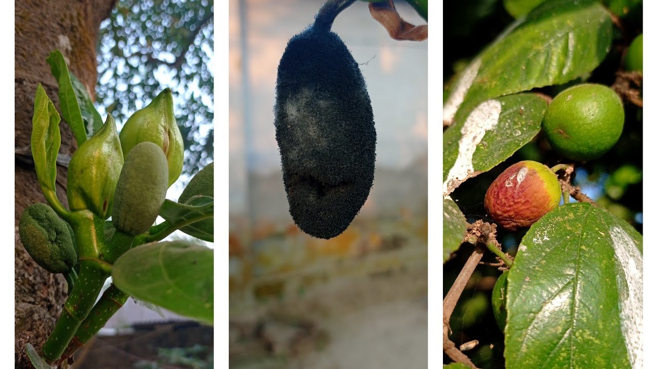 Jackfruit Insect Insect attack on Some Jackfruit fruits and jujube fruits tree. - YouTube