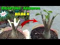 Grafting Adenium Belah Empat || A New Way to Grafting Adenium