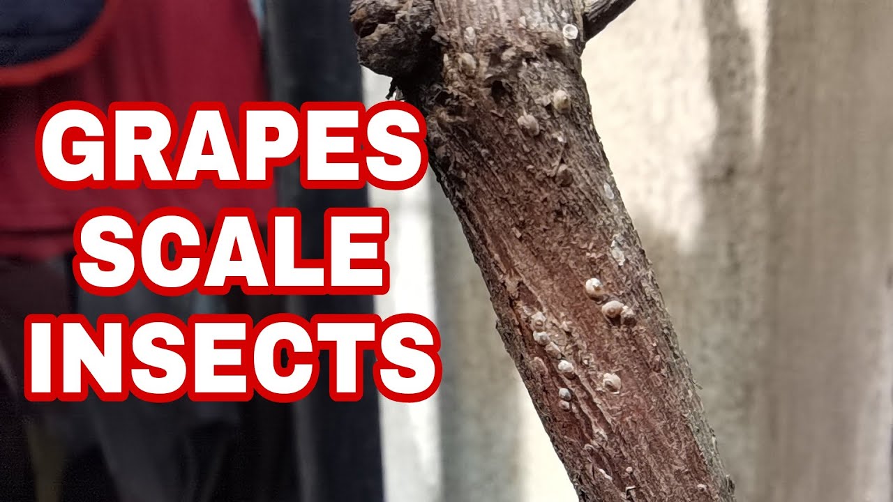 SCALE INSECTS IN GRAPESVINES | HOW TO ELIMINATE