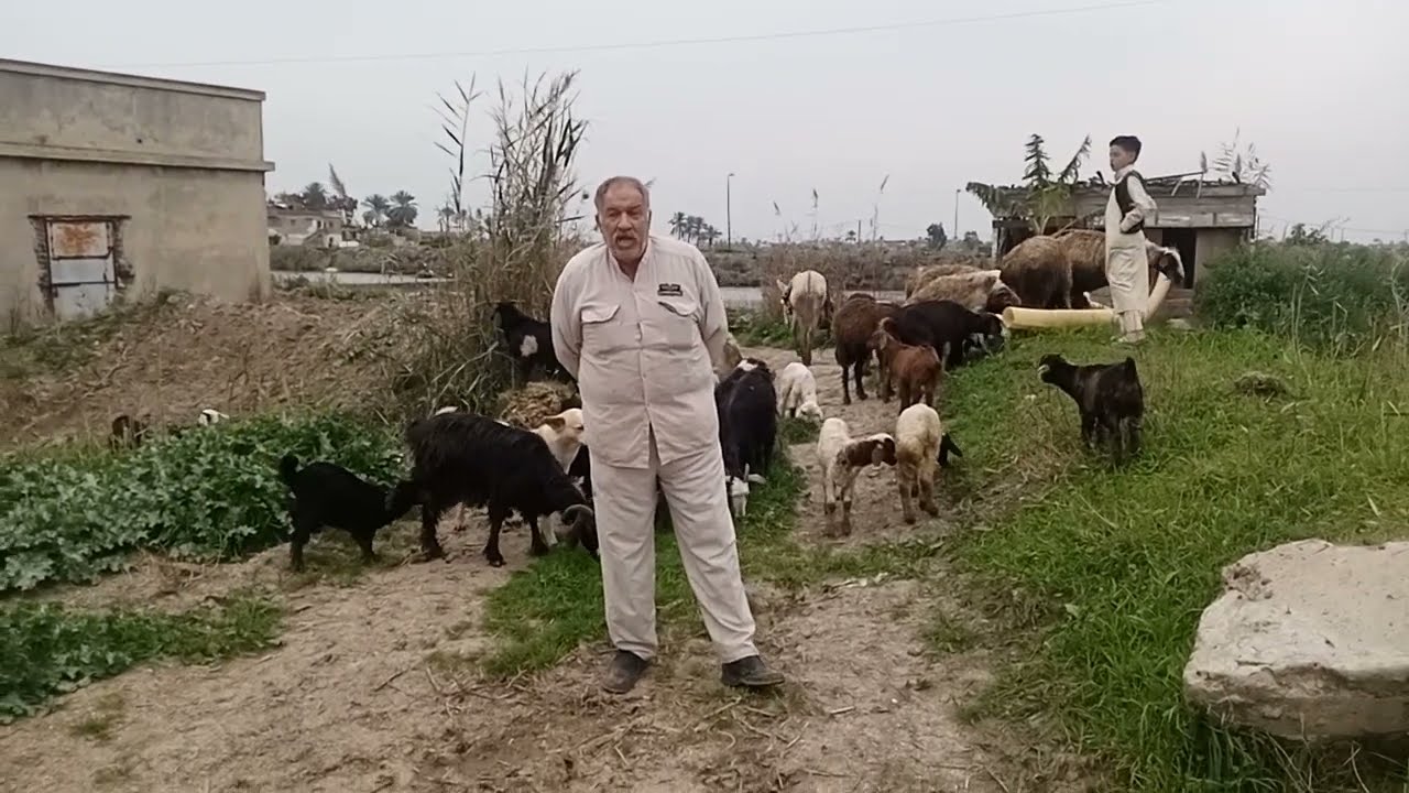 فوائد واضراروعيوب استخدام الاسفنجيات البيطريه المهبليه في الاغنام لتوحيد الشياع وزياده التوائم