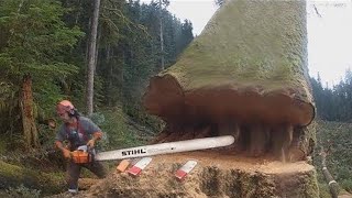 Amazing Dangerous Cutting Huge Tree Skills With Chainsaw, Incredible Woodworking \& Wood Splitter