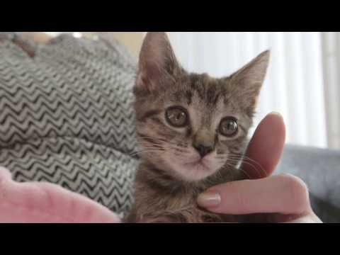 वीडियो: बिल्लियों में ऊपरी श्वसन संक्रमण का इलाज