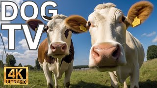 Videos for Dogs (Dog TV  2 Hours of Cows in the field for Boredom)  Prevents Anxiety
