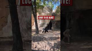 4 Terrifying Animal Close Calls Caught on Camera 😱🦍