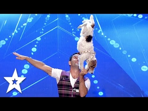 acrobat-dogs-have-some-serious-skills!-|-auditions-week-2-|-românii-au-talent