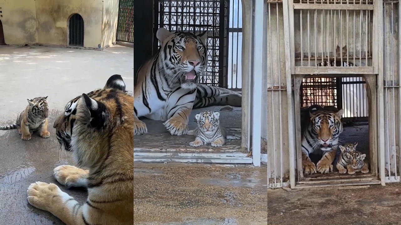 A Mother Tiger and Her Cubs — Moments of Pure Love