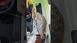 emperor fish #fishing #kayakfishingtips #kayakfishing #fish