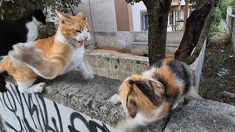 Video 10993261: kittens persian cat tabby, food tabby cat persian, kitten cute persian tabby, persian cat kitten sweet, cat kitten adorable persian, cat ear, cat sound