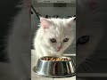 #viralvideo #animals #catmilk #aishorts #trending