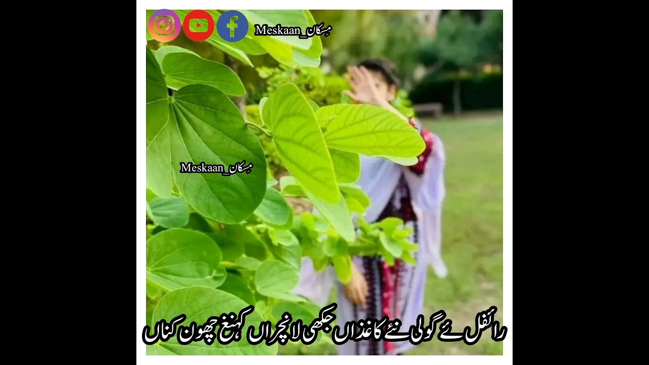 سُری میرا مری|| ناڑی اصغر|| شاعر سلیمان مری • پھیر دھادری • پنل / دلبر