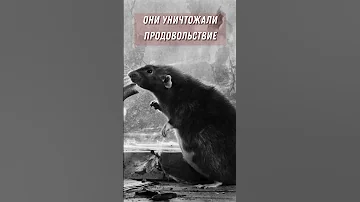 Как кошки спасали блокадный Ленинград?