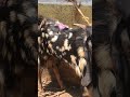 Deonar Bakra Mandi Today Update 2023 #trending #ytshorts