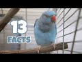 13 COOL indian ringneck facts 🦖