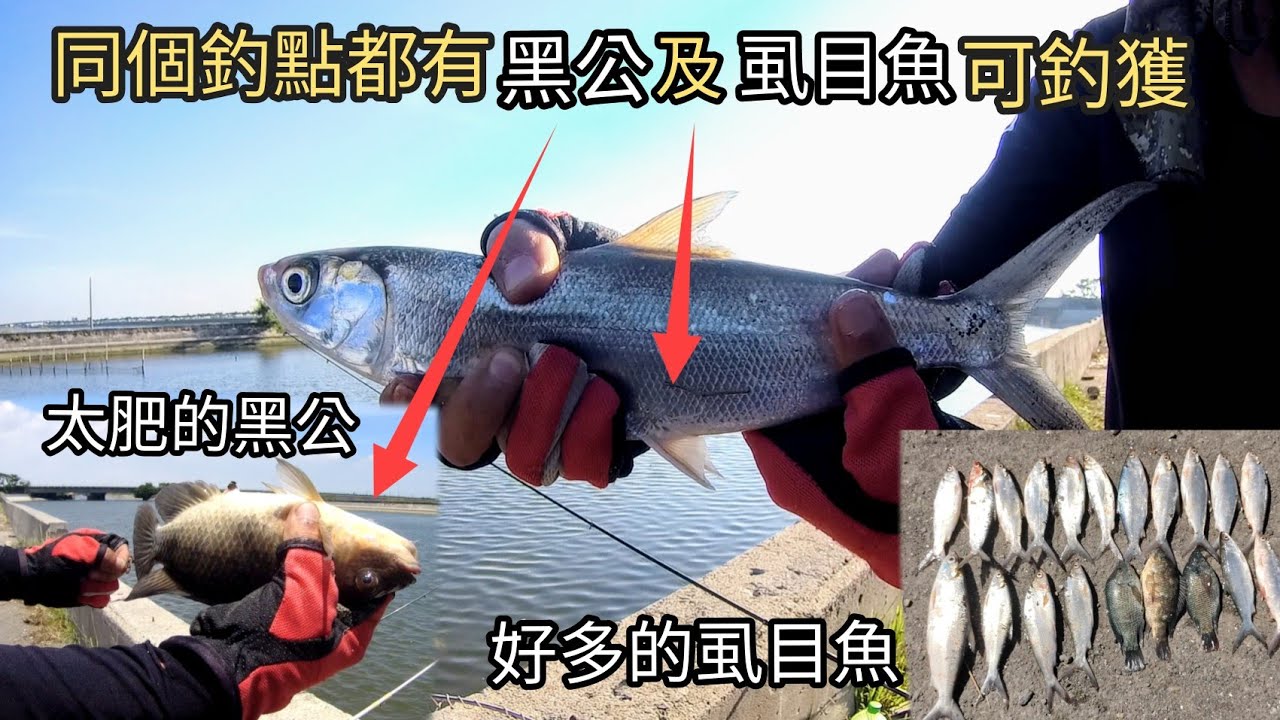 （凱米颱風快來襲）我提早出門釣魚，我釣虱目魚和黑公都可以在同一個釣點可釣獲黑公及虱目魚的 我是使用自綁（金紅珠6連鈎釣組）（298集）@Pin338548 阿平趴趴走