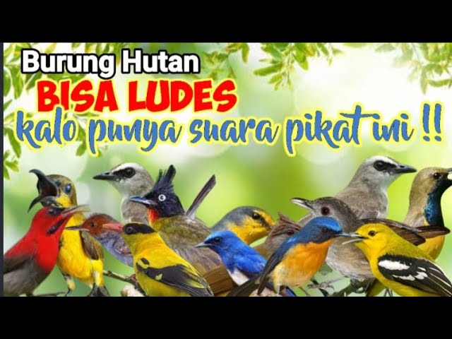 Suara Pikat Burung Kecil Dan Besar Paling Berbahaya Dimuka Bumi😁 class=