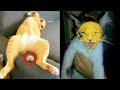 BEST CAT MEMES COMPILATION OF 2021 PART 61 (FUNNY CATS)