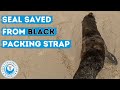 Seal saved from black packing strap
