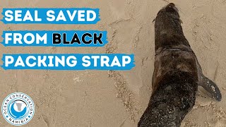 Seal Saved From Black Packing Strap by Ocean Conservation Namibia 16,079 views 2 weeks ago 1 minute, 52 seconds