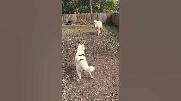 Excited pony playing with ball (Phoenix)
