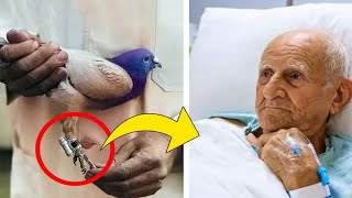 Pigeon Visits Man In Hospital Every Hour – Then Doctors discover Why by I Heart Animals 783 views 1 month ago 10 minutes, 41 seconds