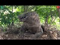 Crazy komodo dragon fights crocodiles to defend territory  who will win