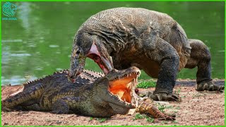 Crazy Komodo Dragon Fights Crocodiles To Defend Territory | Who Will Win?