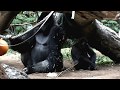 A younger sister gorilla(momoka) likes sides of dad gorilla(haoko). 上野動物園のゴリラ。妹はお父さんのそばが好き。